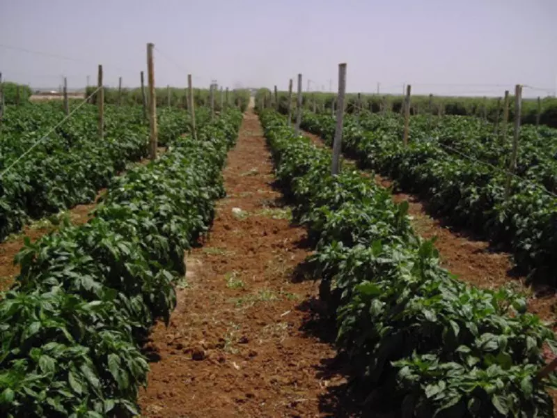 تدهور القطاع الزراعي في سوريا ينذر بحصول أزمة أمن غذائي