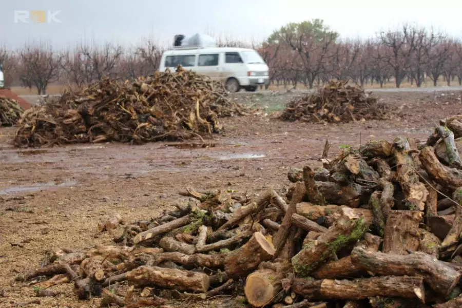 بعد مصادرة وتأجير الأراضي .. ميليشات النظام توسع عمليات قطع الأشجار المثمرة بريف دمشق