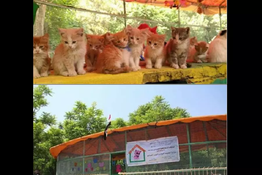 في دولة الأسد ... أصحاب الأرض "مهجرون معذبون" والقطط تنعم بملاجئ خاصة في حدائق حلب