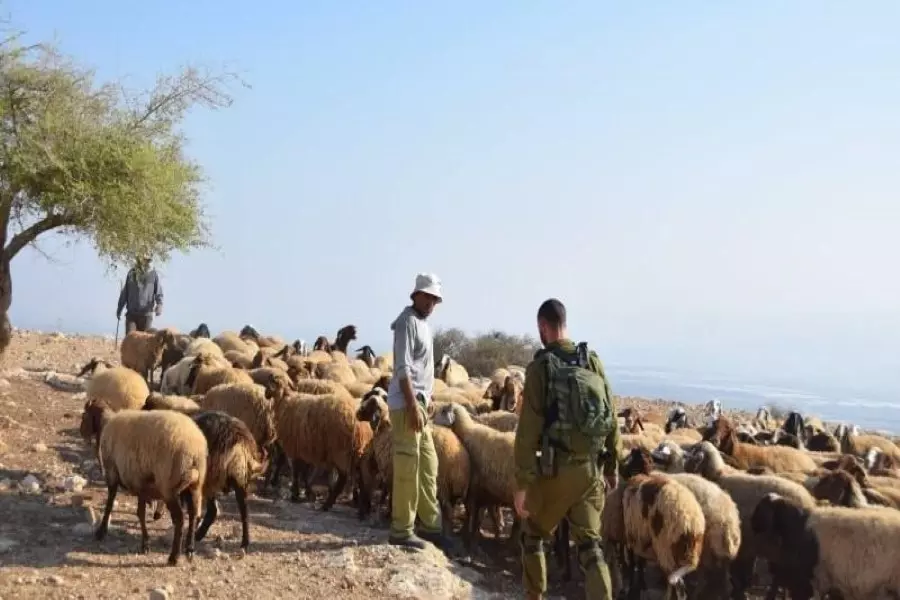 ميليشيات إيران تختطف راعِ وتبيد أغنامه بريف الرقة