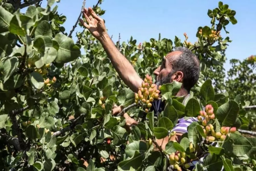 تضمنت قراراً بتعيين "حراس أمنيين" .. "حزب البعث" يُصدر توجيهات للشبيحة حول قطاف "الفستق الحلبي"