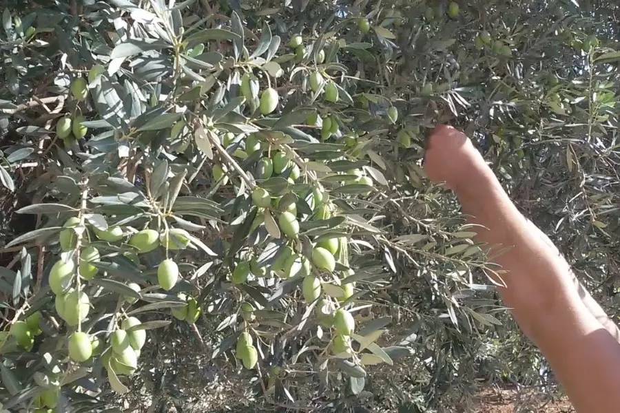 باسم "الزكاة" .. مؤسسات "الجو.لاني" ترهق النازحين وتلاحق "معفري الزيتون" وتقاسمهم أرزاقهم