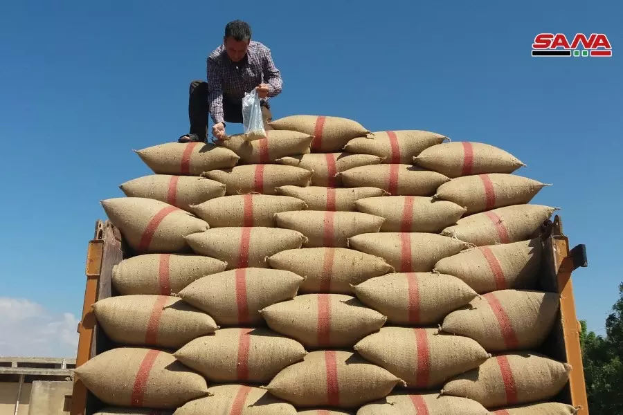 النظام يحدد "مكافأة تسليم القمح" بـ 100 ليرة للكيلو ومسؤول زراعي يكشف نتائج مخيبة