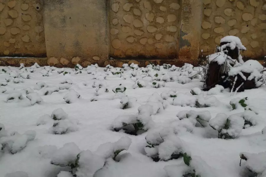 بعد لجوئهم للزراعة (العاصفة الثلجية) تقضي على محصول أهالي الوعر