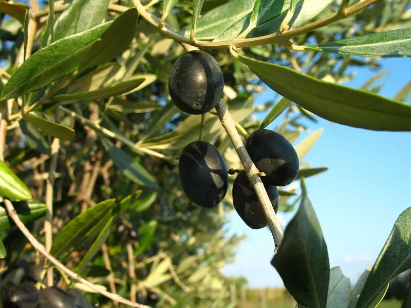 تقرير شام الإقتصادي 17-12-2014