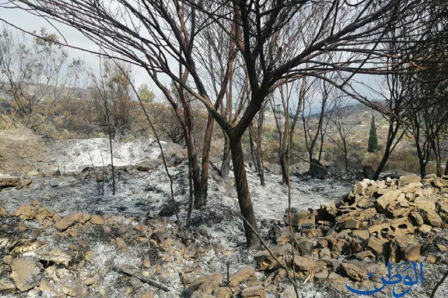 أرقام وإحصائيات "غير دقيقة" ... النظام يكشف حجم الأضرار جراء حرائق الساحل