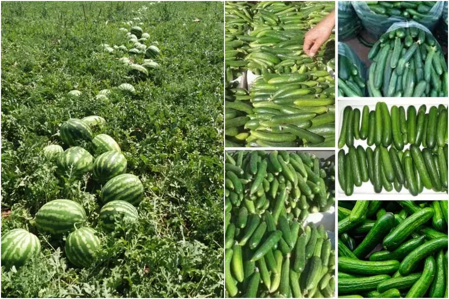 بعد تدميرها وتهجير سكانها ... "حزب البعث" يطرح أراضي "حلفايا" في المزاد العلّني ..!!