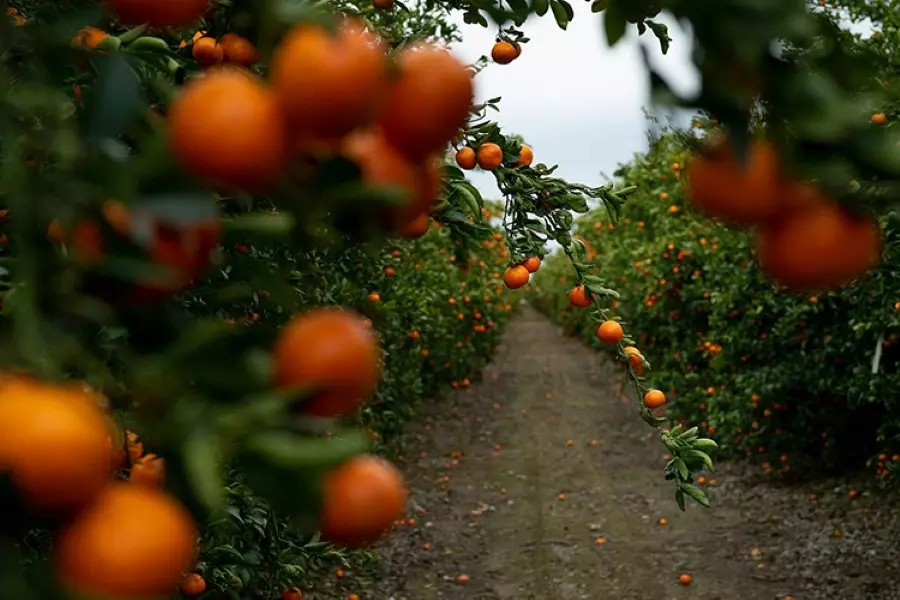 مكافأة بـ 30 ليرة لكل كيلو .. النظام يتحدث عن دعم للمصدرين في اللاذقية