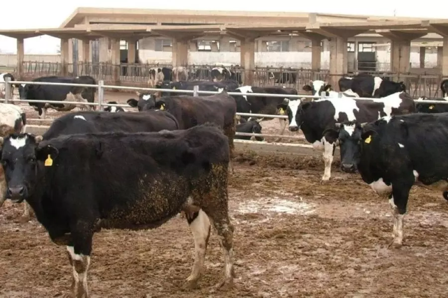 مسؤول غرفة زراعة دمشق يقر بتقاعس النظام عن تأمين الأعلاف وتكبد المزارعين خسائر فادحة