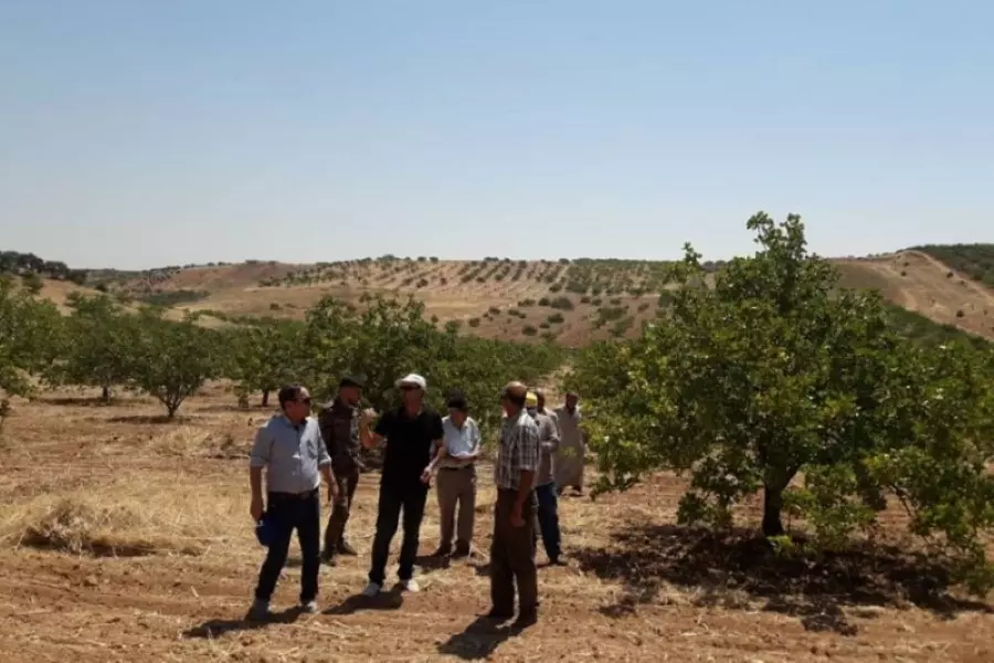 الائتلاف يحذّر من سرقة ونهب ميليشيات الأسد لبساتين الفستق الحلبي في حماة وإدلب