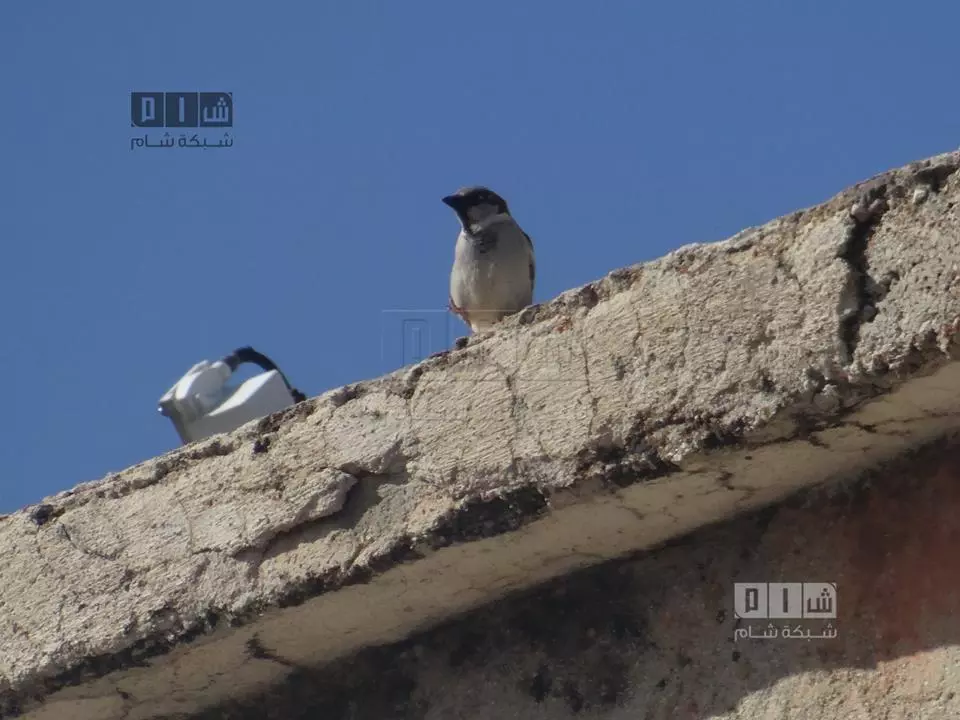 نشرة أخبار الساعة 8 مساءً لجميع الاحداث الميدانية في سوريا 29-12-2014