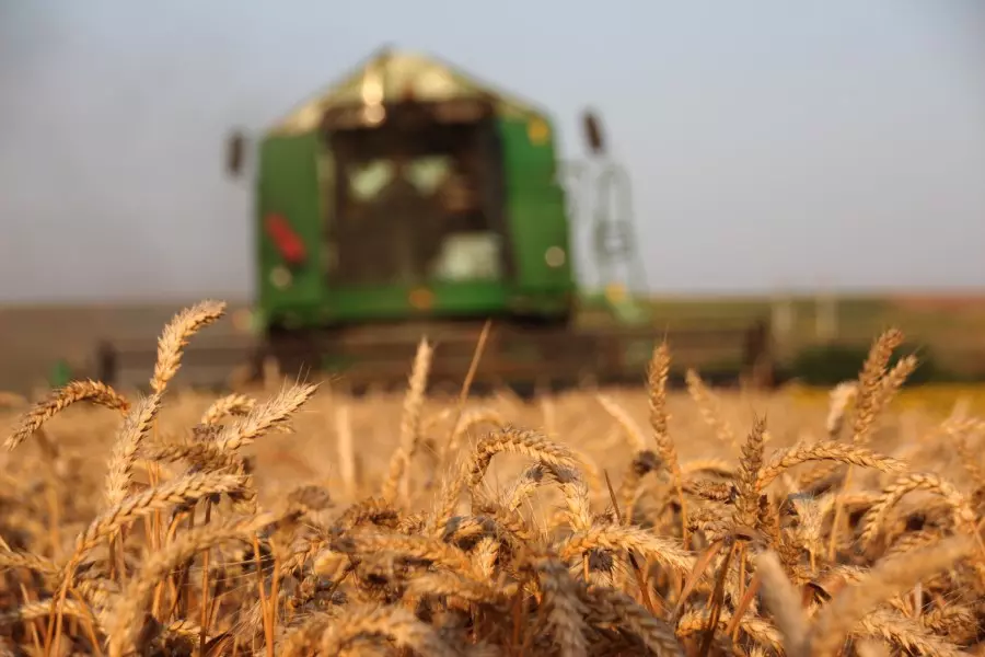 حكومة الأسد تشتري 200 ألف طن من القمح الروسي بمناقصة عالمية