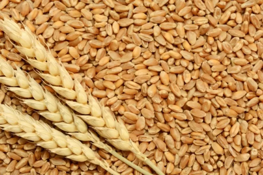 النظام يطرح مناقصة لشراء 200 ألف طن من القمح