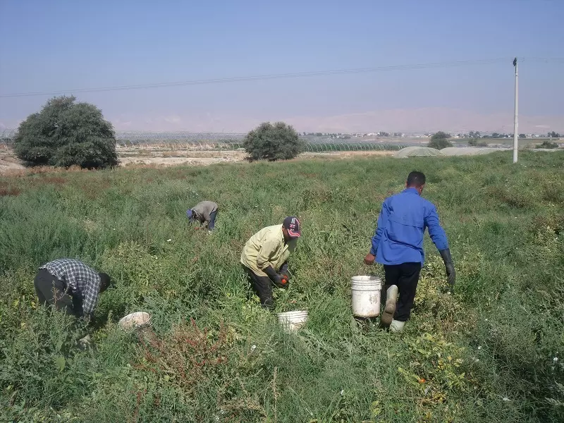 هل حقا تستحوذ العمالة السورية على فرص العمل الموجودة في الأردن ؟؟؟؟