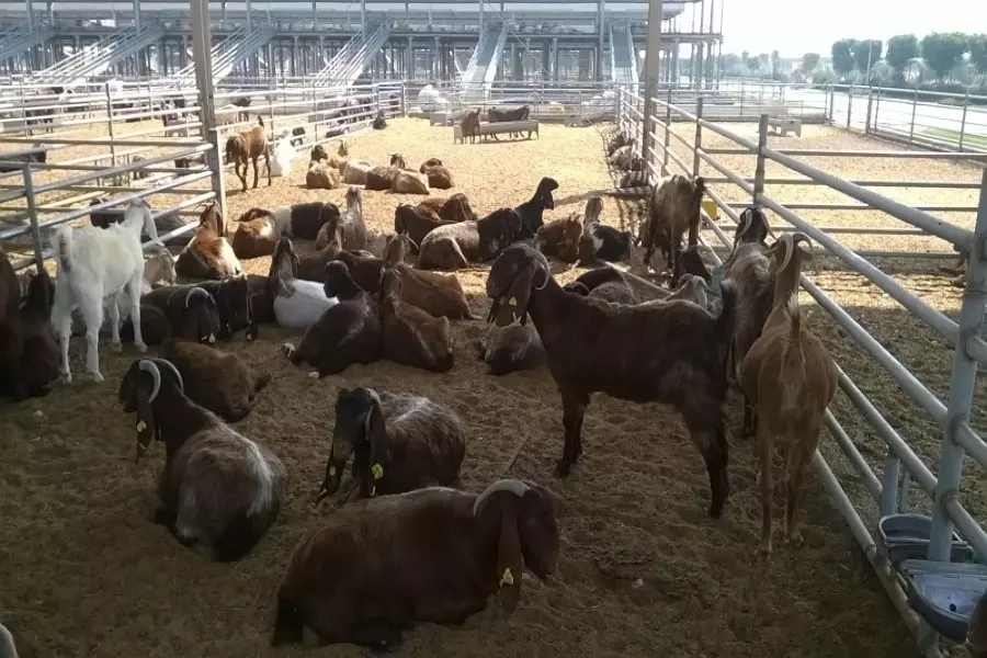 رغم التحذيرات .. النظام يُخضع 100 ألف رأس من الأغنام والماعز لـ "الحجر الصحي" تمهيداً لتصديرها