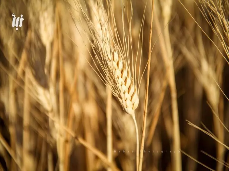 حصاد الاحداث الميدانية ليوم الثلاثاء 24-05-2016