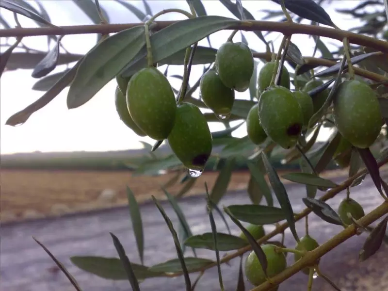 تقرير شام الاقتصادي 22-11-2014