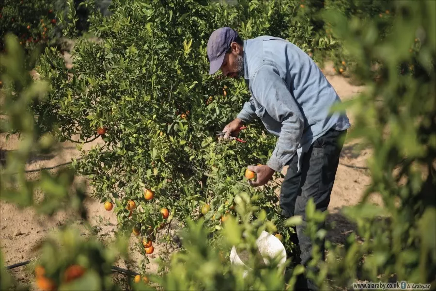 خطة لبيع الحمضيات للجيش والداخلية .. "سالم" يتحدث عن مزاودة إعلامية واستغلال للمزارعين