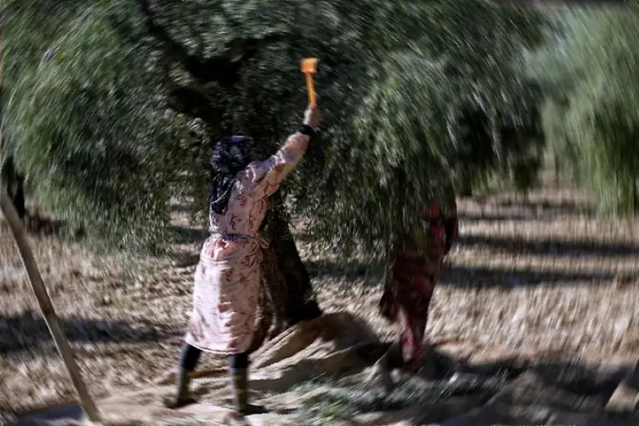 استشهاد سيدة برصاص قناصة "قسد" قرب مدينة "اعزاز" بريف حلب