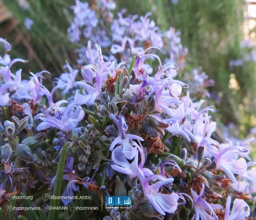 حصاد الاحداث الميدانية ليوم الأربعاء 15-07-2015