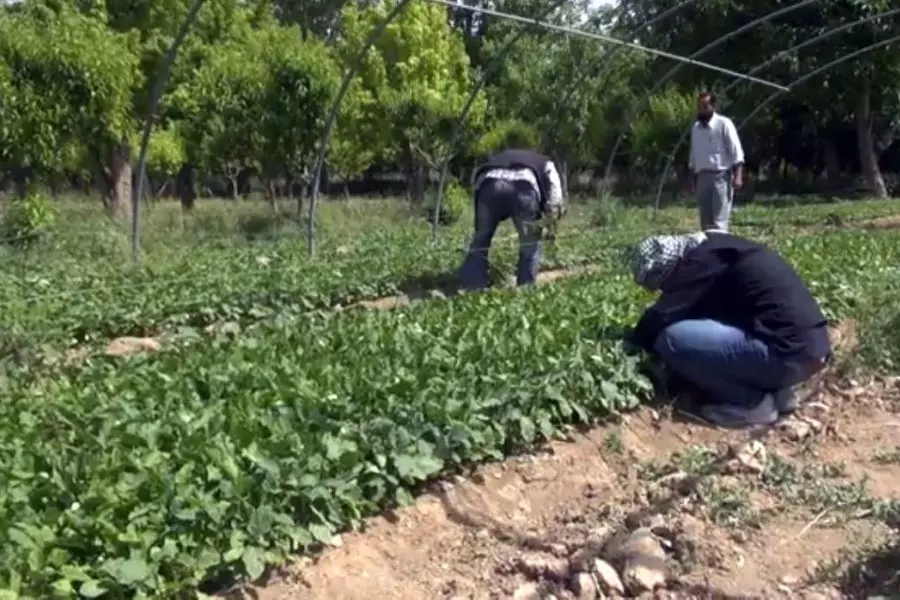 عقب مصادرتها ... ميليشا "الفرقة الرابعة" تؤجّر الأراضي الزراعية في الغوطة الشرقية