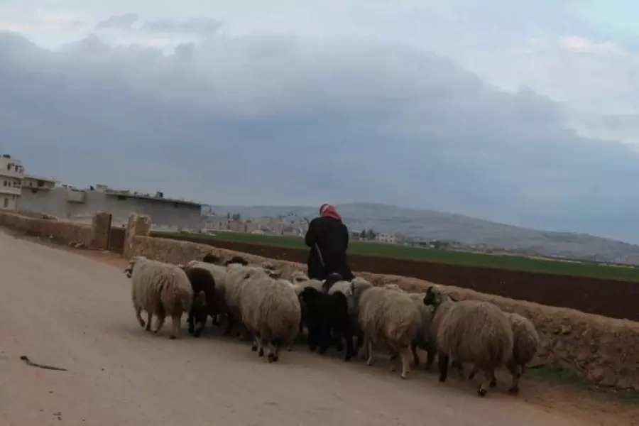 ميليشيا "النجباء وفاطميون" تعتقل عددا من رعاة الأغنام بريفي ديرالزور والرقة