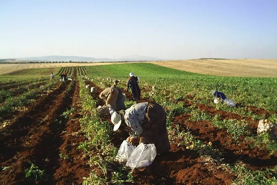 النظام يرفع الدعم عن أصناف جديدة من "الأسمدة" والأسعار تحلق مع ندرة وجود المواد