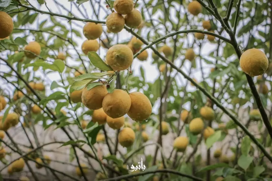 نشرة حصاد يوم السبت لجميع الأحداث الميدانية والعسكرية في سوريا 12-02-2022