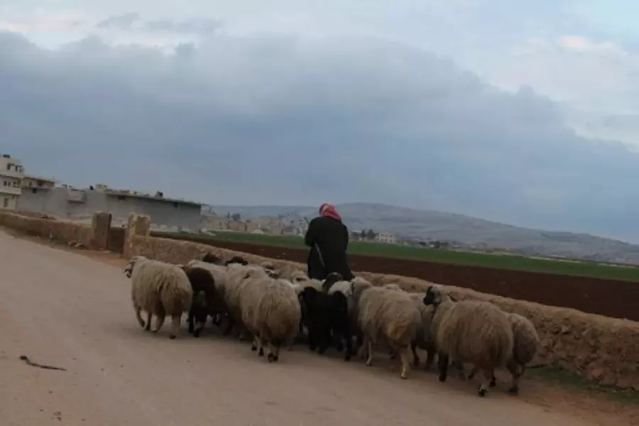 ميليشيات الأسد تختطف رعاة وتسرق مواشيهم بريف الرقة