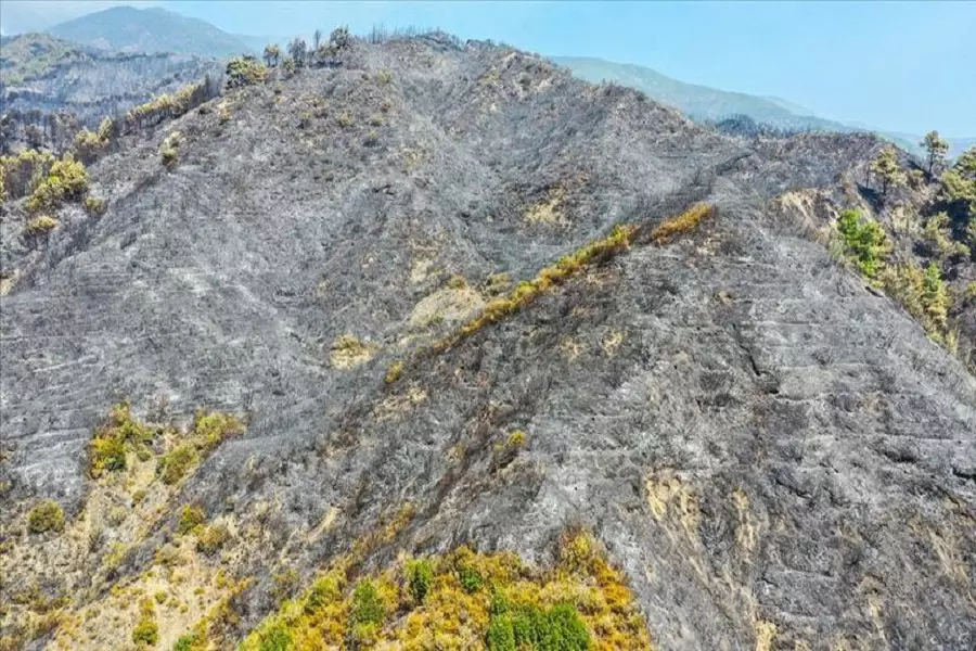 الائتلاف: النظام مسؤول عن احتراق آلاف الهكتارات بريف اللاذقية