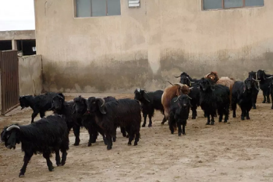 ألغام وإهمال النظام يتسبب بنفوق عدد من رؤوس الماشية بريف السويداء