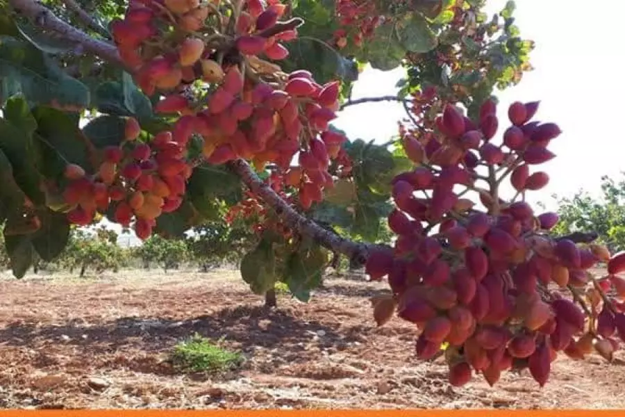 ميليشيا "مالك الأسد" تطرد مستثمري "حزب البعث" وتنهب حقول "الفستق الحلبي" بريفي إدلب وحماة
