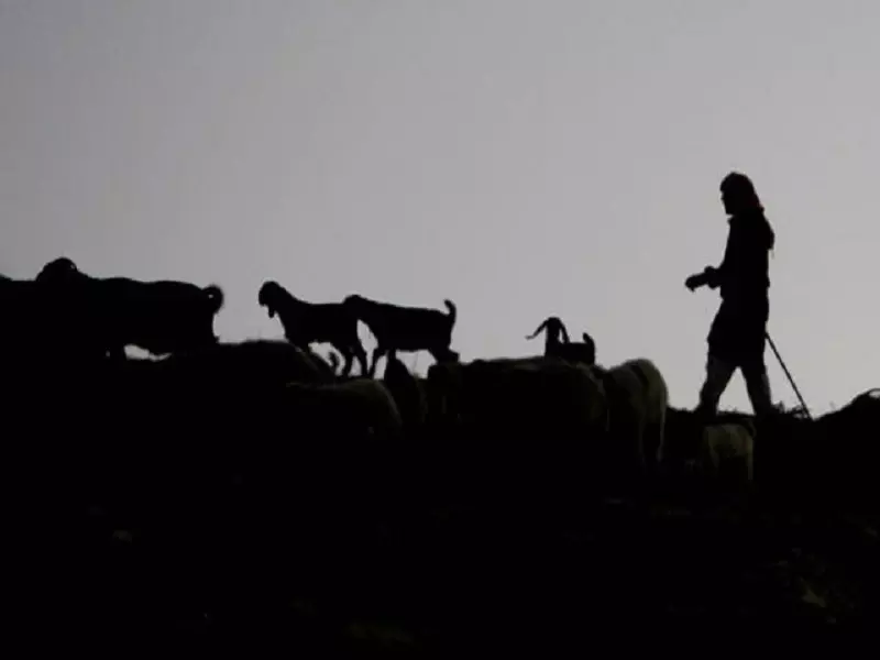 تهريب آلاف الأغنام السورية إلى الأردن