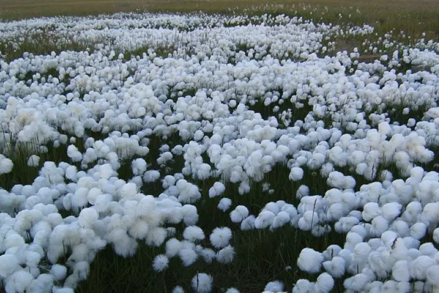 "ب ي د" تستولي على سبعة مزارع قطن شمال الرقة