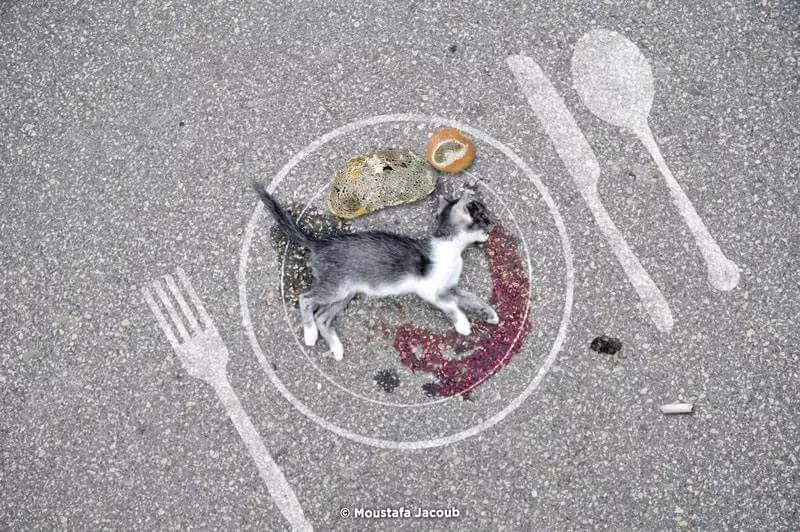 دم النمر و دماء آكلي القطط