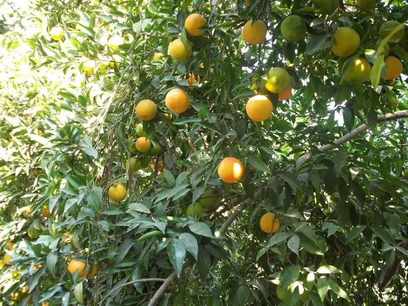 تقرير شام الاقتصادي 17-11-2014