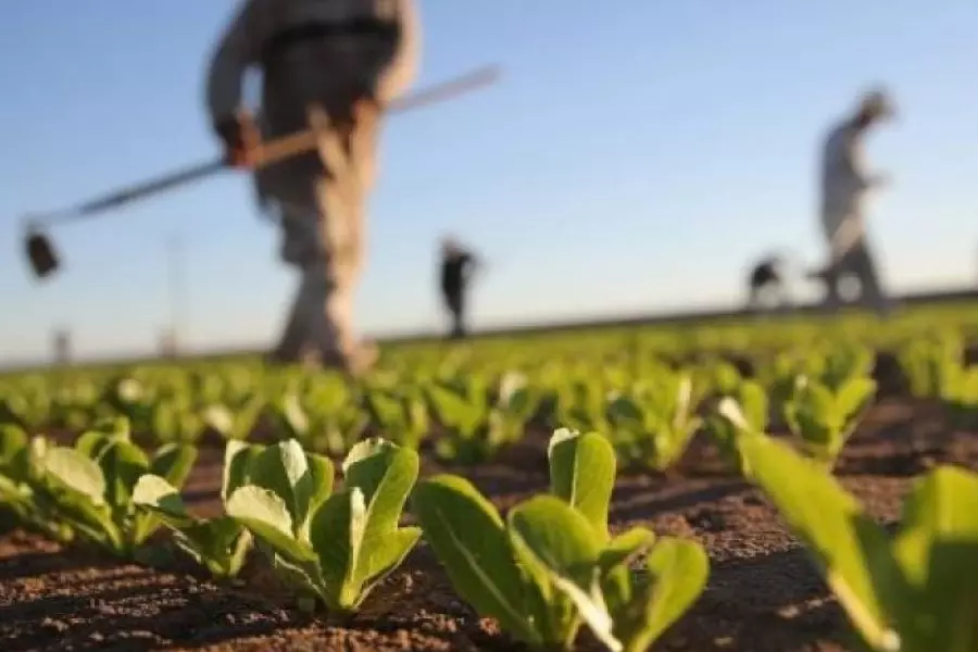 "لا أمن غذائي في سوريا" .. وزير سابق يهاجم تقاعس النظام عن الاهتمام بالقطاع الزراعي