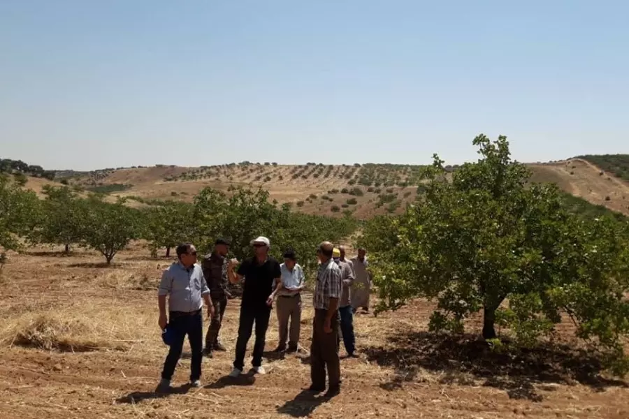 بعد تهجير السكان .. النظام يطرح حقول "الفستق الحلبي" في "المزاد العلني" بريف حماة