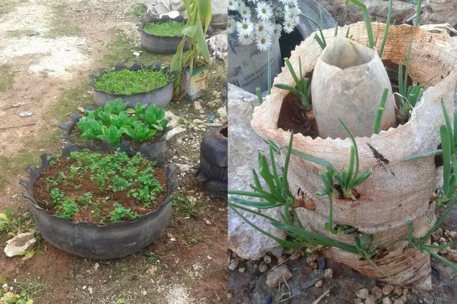 نازح يستخدم الإطارات وأكياس الإغاثة في الزراعة المنزلية