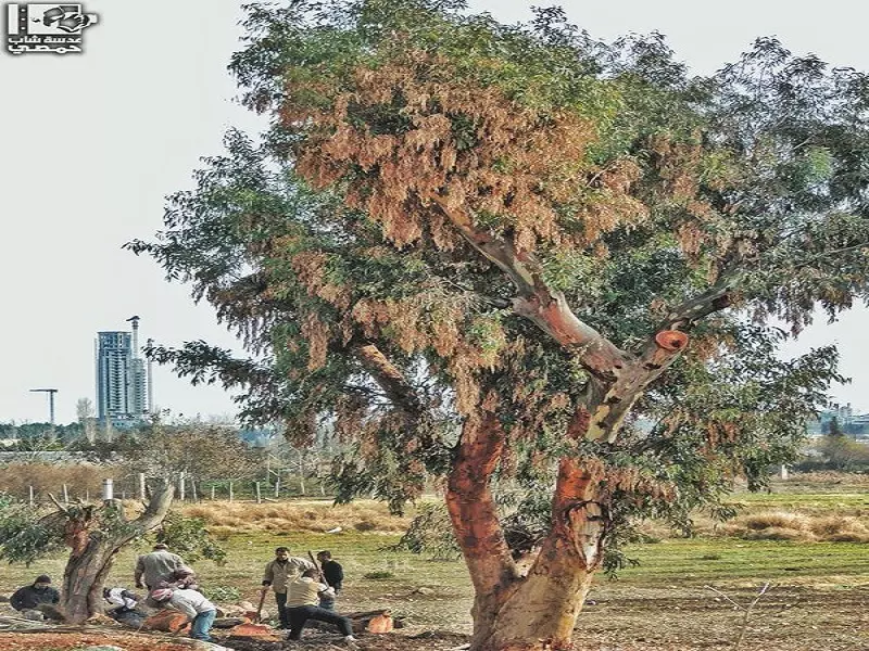 نشرة أخبار الساعة 12 مساءً لجميع الأحداث الميدانية في سوريا 19-12-2015