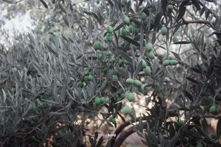 حصاد الأحداث الميدانية ليوم الأحد 29-08-2021