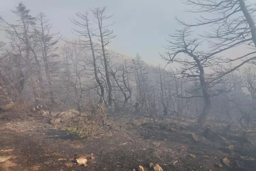 شبكة حقوقية تستنكر لامبالاة النظام في التعامل مع الحرائق "يسخر موارد الدولة للقصف"