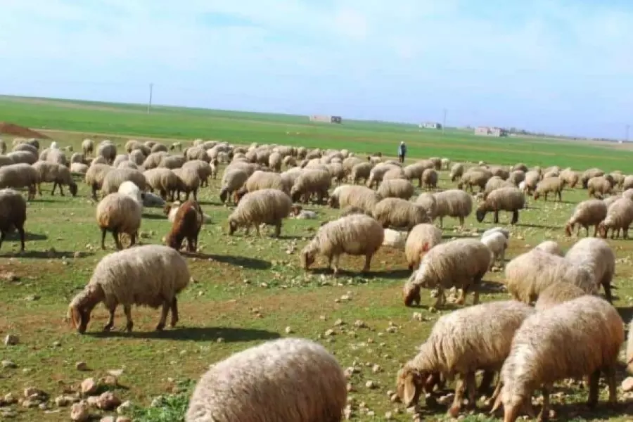 صادرة عن زراعة النظام ... إحصائيات صادمة لخسائر الثروة الحيوانية في سوريا