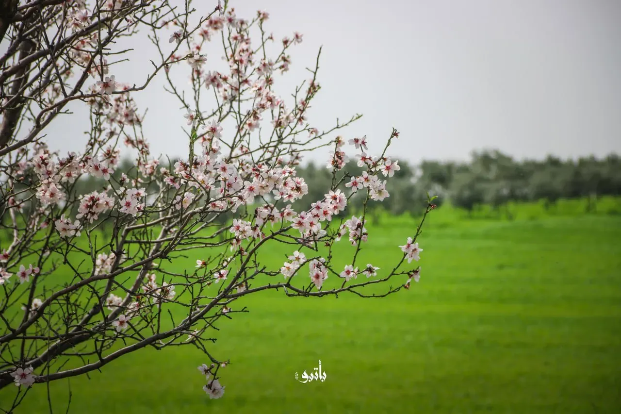 حصاد الأحداث الميدانية ليوم الجمعة 08-04-2022