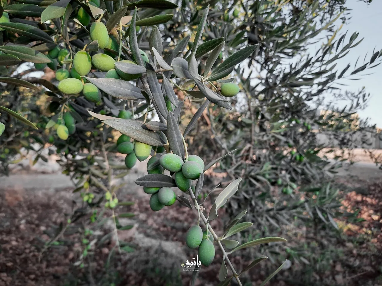 نشرة حصاد يوم الإثنين لجميع الأحداث الميدانية والعسكرية في سوريا 01-08-2022