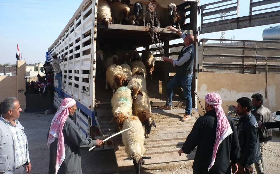 بشرط إعادة 300 دولار عن كل رأس .. النظام يسمح بتصدير الخراف والماعز عبر كافة المنافذ