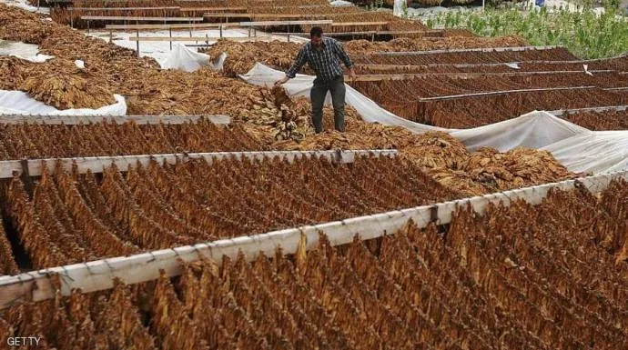 النظام يرفع أسعار شراء محصول التبغ من المزارعين
