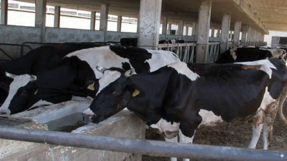 حكومة نظام الأسد تدرس إعفاء استيراد الأبقار من الرسوم مؤقتاً