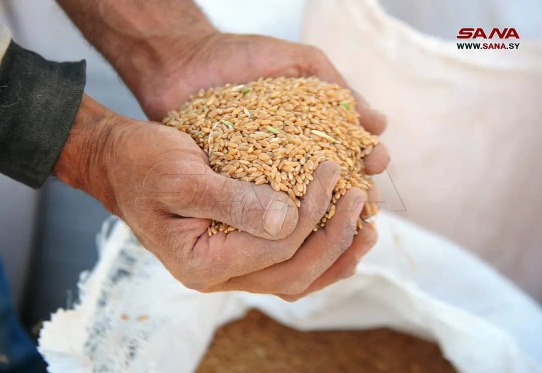 خاسرة وتزيد التضخم .. انتقادات متصاعدة لتسعيرة شراء القمح في سوريا