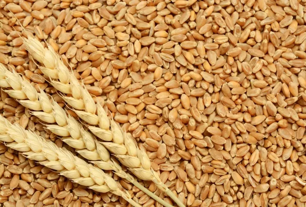 "فضيحة بجلاجل" .. صحفي موالٍ يعلّق على قرار تعديل شراء القمح